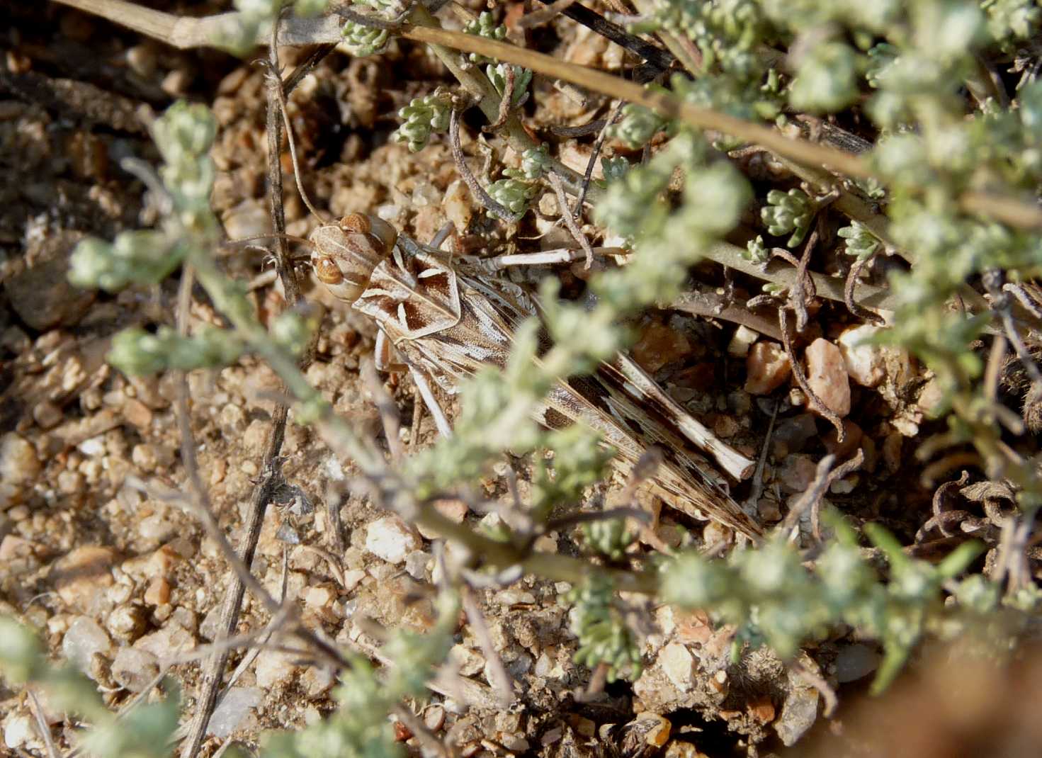 Piccole cavallette mimetiche:Dociostaurus jagoi occidentalis